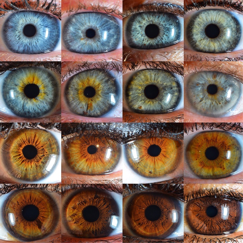 Macro grid of sixteen human irises in every colour